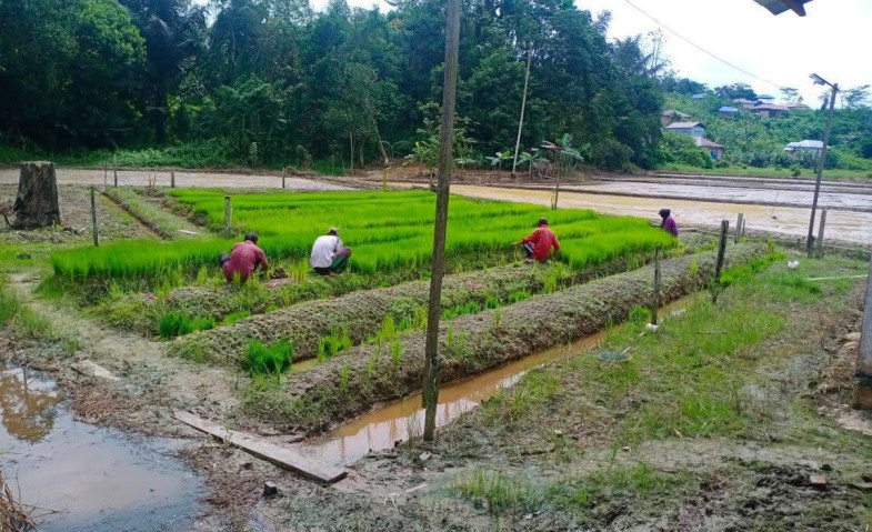 Petani Loa Raya Terkendala Cuaca Ekstrem, Produktivitas Padi Belum Stabil