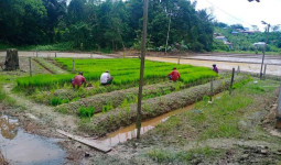 Petani Loa Raya Terkendala Cuaca Ekstrem, Produktivitas Padi Belum Stabil