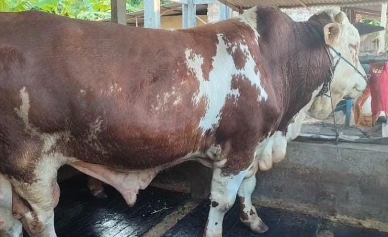 Presiden Prabowo Sumbang 985 Sapi Kurban ke Seluruh Indonesia, Paling Berat 1,3 Ton di Provinsi Ini