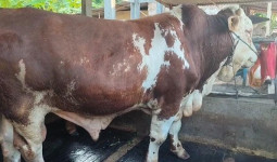 Presiden Prabowo Sumbang 985 Sapi Kurban ke Seluruh Indonesia, Paling Berat 1,3 Ton di Provinsi Ini