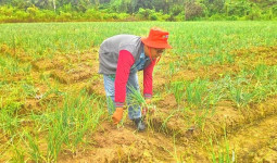 Sinergi Distanak Kukar dan Kementan Dorong Pengembangan 5 Kawasan Pertanian Luas 8.000 Hektare