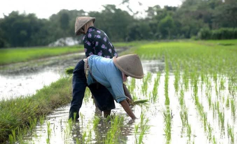 Yenni Eviliana Dorong Anak Muda Lirik Pertanian: “Petani Bukan Lagi Profesi Kotor dan Tertinggal”