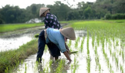 Yenni Eviliana Dorong Anak Muda Lirik Pertanian: “Petani Bukan Lagi Profesi Kotor dan Tertinggal”
