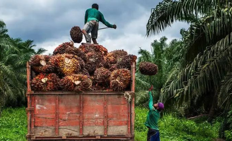 Harga TBS Sawit di Kaltim Turun Imbas Anjloknya Harga CPO dan Kernel