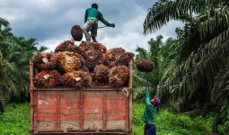 Harga TBS Sawit di Kaltim Turun Imbas Anjloknya Harga CPO dan Kernel