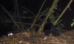 Beruang Madu Masuk Permukiman Warga Muara Kaman