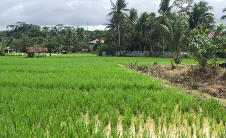 Dinas Pertanian Kukar Mantapkan Renstra 2025–2029 untuk Wujudkan Ekonomi Hijau Berkelanjutan