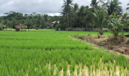 Dinas Pertanian Kukar Mantapkan Renstra 2025–2029 untuk Wujudkan Ekonomi Hijau Berkelanjutan