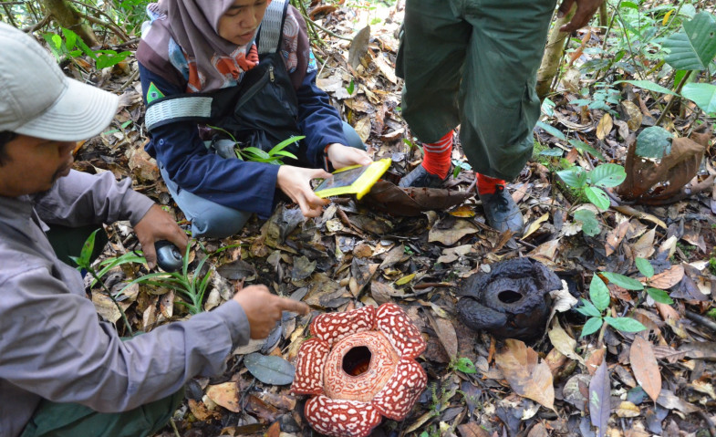 Rafflesia Pricei, Sang Bunga Rahasia yang Justru Bersahabat di Jantung Kayan Mentarang
