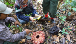Rafflesia Pricei, Sang Bunga Rahasia yang Justru Bersahabat di Jantung Kayan Mentarang