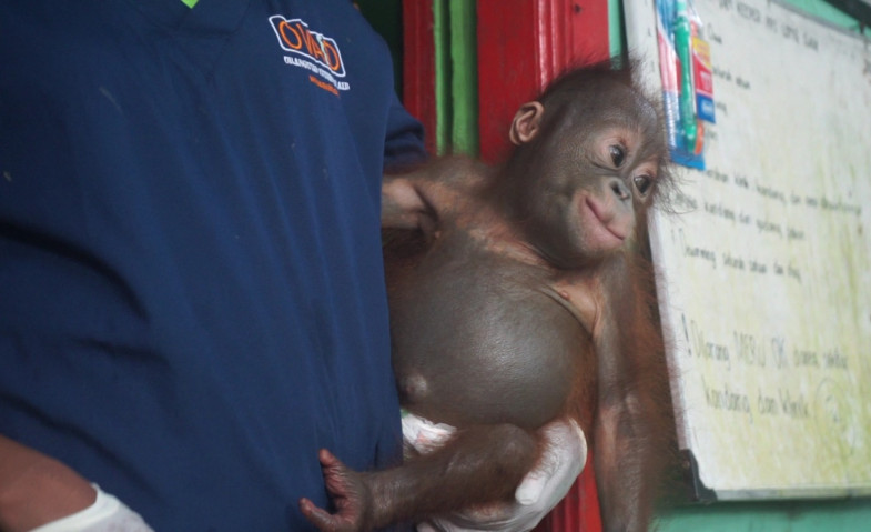 Kabar Terbaru dari Hannes, Bayi Orangutan yang Menjalani Rehabilitasi di PPS Long Sam