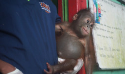 Kabar Terbaru dari Hannes, Bayi Orangutan yang Menjalani Rehabilitasi di PPS Long Sam