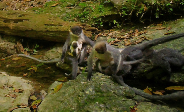 Kisah Lutung Kutai, Primata Misterius yang Terselamatkan Adat Wehea Meski Belum Dilindungi Negara