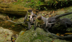 Kisah Lutung Kutai, Primata Misterius yang Terselamatkan Adat Wehea Meski Belum Dilindungi Negara