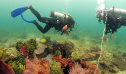 Akademisi Unmul Ungkap Kondisi Terumbu Karang Kaltim, Soroti Kerusakan 200 Meter Persegi di Muara Badak