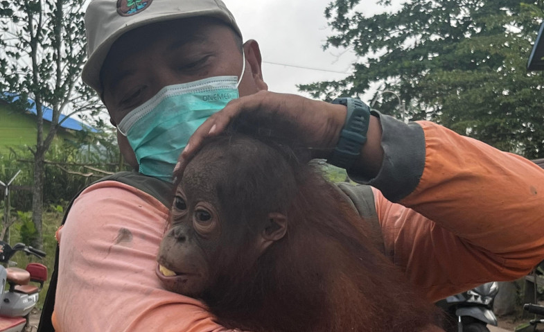 Anakan Orangutan Bernama Panji Dievakuasi dari Permukiman Warga di Bengalon