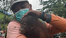 Anakan Orangutan Bernama Panji Dievakuasi dari Permukiman Warga di Bengalon