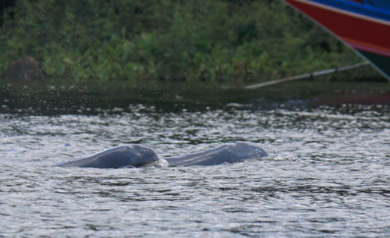 Penyelamatan Pesut Mahakam Tunjukkan Hasil, Populasi Bertambah 6 Ekor Sepanjang 2025