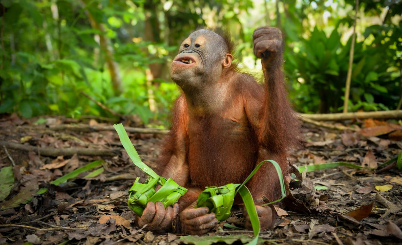 Lebaran Unik, Orangutan Belajar Survival Lewat Tradisi "Kupatan" di Pusat Rehabilitasi