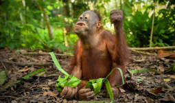 Lebaran Unik, Orangutan Belajar Survival Lewat Tradisi "Kupatan" di Pusat Rehabilitasi