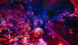 Lightscape Perth 2026 Sulap Kings Park Menjadi Destinasi Musim Dingin Penuh Cahaya dan Keajaiban