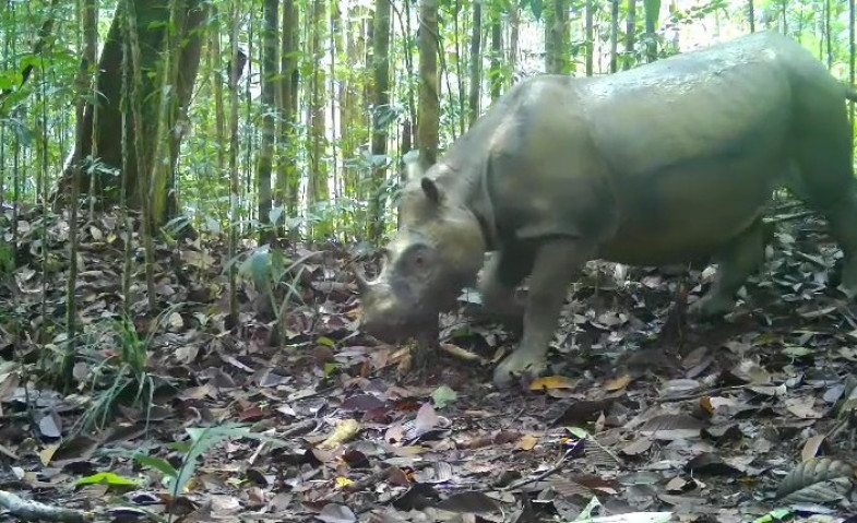 Menepis Isu Perambahan Habitat Badak Pari Mahulu