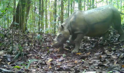 Menepis Isu Perambahan Habitat Badak Pari Mahulu