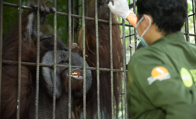 Karhutla Ancam Pusat Rehabilitasi Orangutan BORA Labanan, Api Mendekat hingga 500 Meter