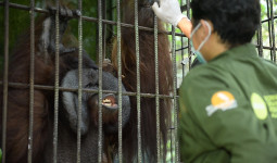 Karhutla Ancam Pusat Rehabilitasi Orangutan BORA Labanan, Api Mendekat hingga 500 Meter