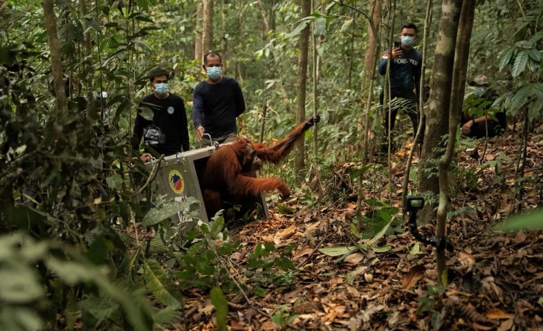 Delapan Orangutan Dipindahkan Akibat Karhutla