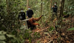 Delapan Orangutan Dipindahkan Akibat Karhutla